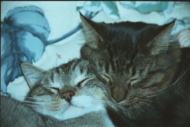 Gatti (92)